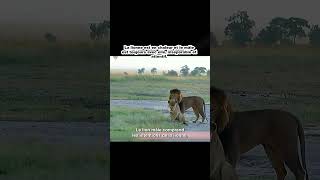 ثعلب animals البخل طاءر wildlife القرميد wildanimals lion الحسون nature [upl. by Sadella]