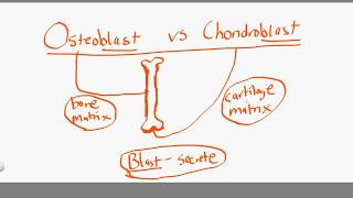 osteoblast vs chondroblast [upl. by Cuda760]