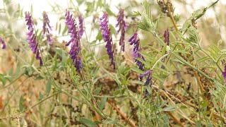 HAIRY VETCH Vicia villosa [upl. by Imojean200]