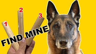 Teach Your DOG SCENT DETECTION  Basic Scent Training 1 [upl. by Amerigo]