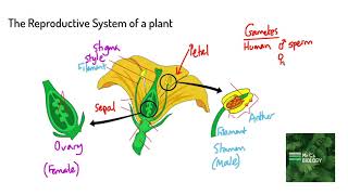 The Reproductive System of a Plant KS3 Biology [upl. by Oilicec]