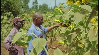 Farming with Conservation Agriculture in Kenya [upl. by Naihtniroc]