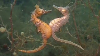 RARE Seahorse Mating amp Giving Birth Footage  DEEP SEA CREATURES [upl. by Lewej]