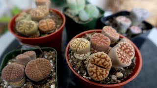 All About Lithops Care [upl. by Haase]