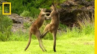 Kangaroo vs Kangaroo  National Geographic [upl. by Akiret]