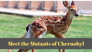 Animals of Chernobyl Meet the Mutants [upl. by Ahsined]