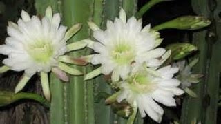 How to Grow the Night Blooming Cactus  Cereus CACTUS [upl. by Atinat]