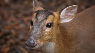 Barking Deer [upl. by Atirabrab770]