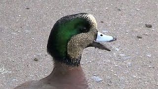 American Wigeon Call Anas americana [upl. by Feeley]