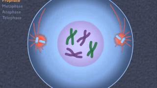 How the Cell Cycle Works HD Animation [upl. by Kordula]