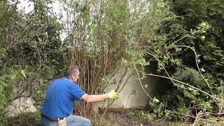 Pruning a philadelphus [upl. by Nidroj]