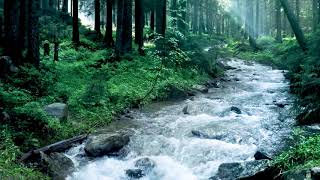 Beautiful Mountain River Flowing Sound Forest River Relaxing Nature Sounds Sleep Relax 10 hours [upl. by Boor521]