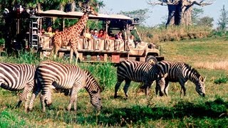 Kilimanjaro Safari Disneys Animal Kingdom Disney World HD Gorgeous Pandavision [upl. by Arundel627]