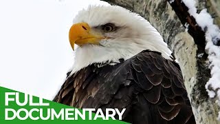 Eagles The Kings of the Sky  Free Documentary Nature [upl. by Kerry]