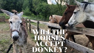 Horses meet Donkey for the FIRST TIME [upl. by Eldreeda936]