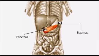 Inflammation du pancréas pancréatite [upl. by Tema89]