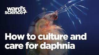 Caring and Culturing for Daphnia [upl. by Lail]