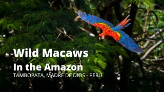 Wild Macaws in the Amazon Jungle Rainforest  Tambopata PERU [upl. by Cornel]