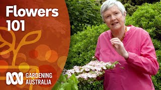 Flowers 101 — An introduction to identifying plants by their inflorescence  Gardening Australia [upl. by Tomasine]