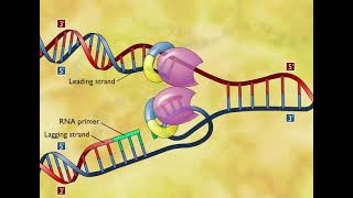 DNA Replication 3D Animation [upl. by Kathlin]