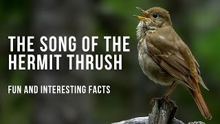 Fun Facts About the Beautiful Hermit Thrush Song [upl. by Oeak807]