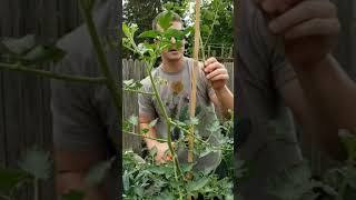 How To Prune amp Stake San Marzano Tomatoes indeterminate [upl. by Jacqui]