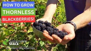 How to Grow Thornless Blackberries [upl. by Nnalyrehs]