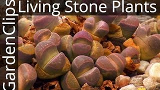 Lithops  Living Stones  Living Stone Plants  Succulent Stone Plant  Easy Houseplants [upl. by Jarrid]