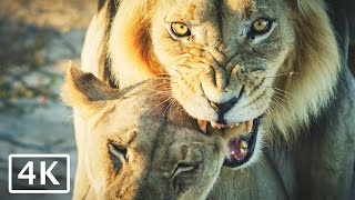 Lions Mating in the Kalahari Desert  4K African animals and wildlife [upl. by Anig927]