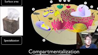 Compartmentalization [upl. by Sidwel]