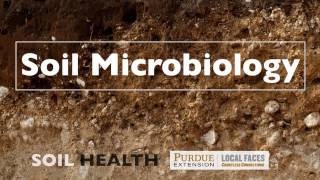 Soil Basics Soil Microbiology [upl. by Burta]