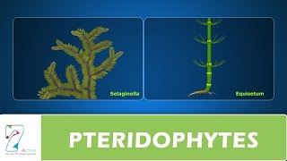 PTERIDOPHYTES [upl. by Taryn255]