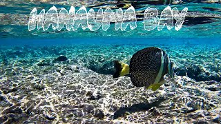 Unbelievable Snorkeling at Hanauma Bay Oahu Hawaii [upl. by Millicent]