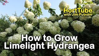 How to grow Limelight Hydrangeas Hydrangea Paniculata or Tree Hydrangea [upl. by Aicia486]