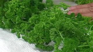 Parsley  How to Store Parsley [upl. by Harwell]