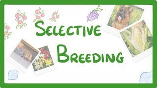 GCSE Biology  Selective Breeding 77 [upl. by Hendrix690]