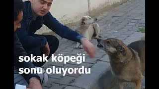 SOKAK KÖPEKLERİNİ BESLEDİK ELİMİZİ ISIRDI [upl. by Switzer]