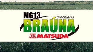 MG 13 Braúna Brachiaria brizantha [upl. by Aanas]