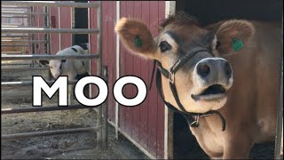 COW SOUNDS REAL COWS FOR KIDS COWS GO MOO COMPILATION [upl. by Elenahc703]