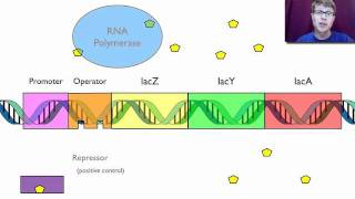 Gene Regulation [upl. by Costa556]