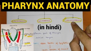 Pharynx Anatomy 14  Head amp Neck  Anatomy [upl. by Kreda826]