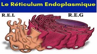 Le Réticulum Endoplasmique [upl. by Yeliac]