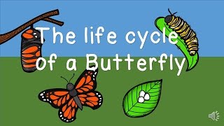 The Life Cycle of a Butterfly [upl. by Otsenre]