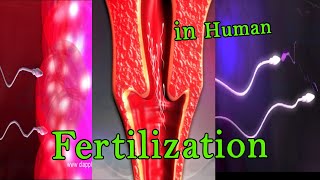 Fertilization 3D Animation [upl. by Eitsirc395]