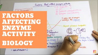 Biology Factors Affecting Enzyme Activity [upl. by Ainedrag268]