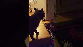 Burmese Cat Talking [upl. by Raul]