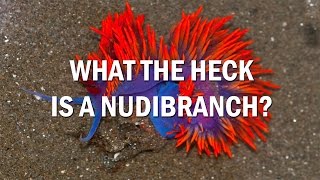 What is a Nudibranch [upl. by Kelton922]