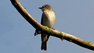 Spotted Flycatcher in My Garden in Cornwall [upl. by Adalia]