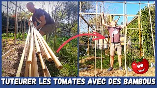 Construction dune structure en BAMBOU pour accueillir les TOMATES 🍅🍅 [upl. by Naynek140]