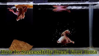 Betta Fish Breeding Step By Step  How To Breed Betta Fish [upl. by Susann]